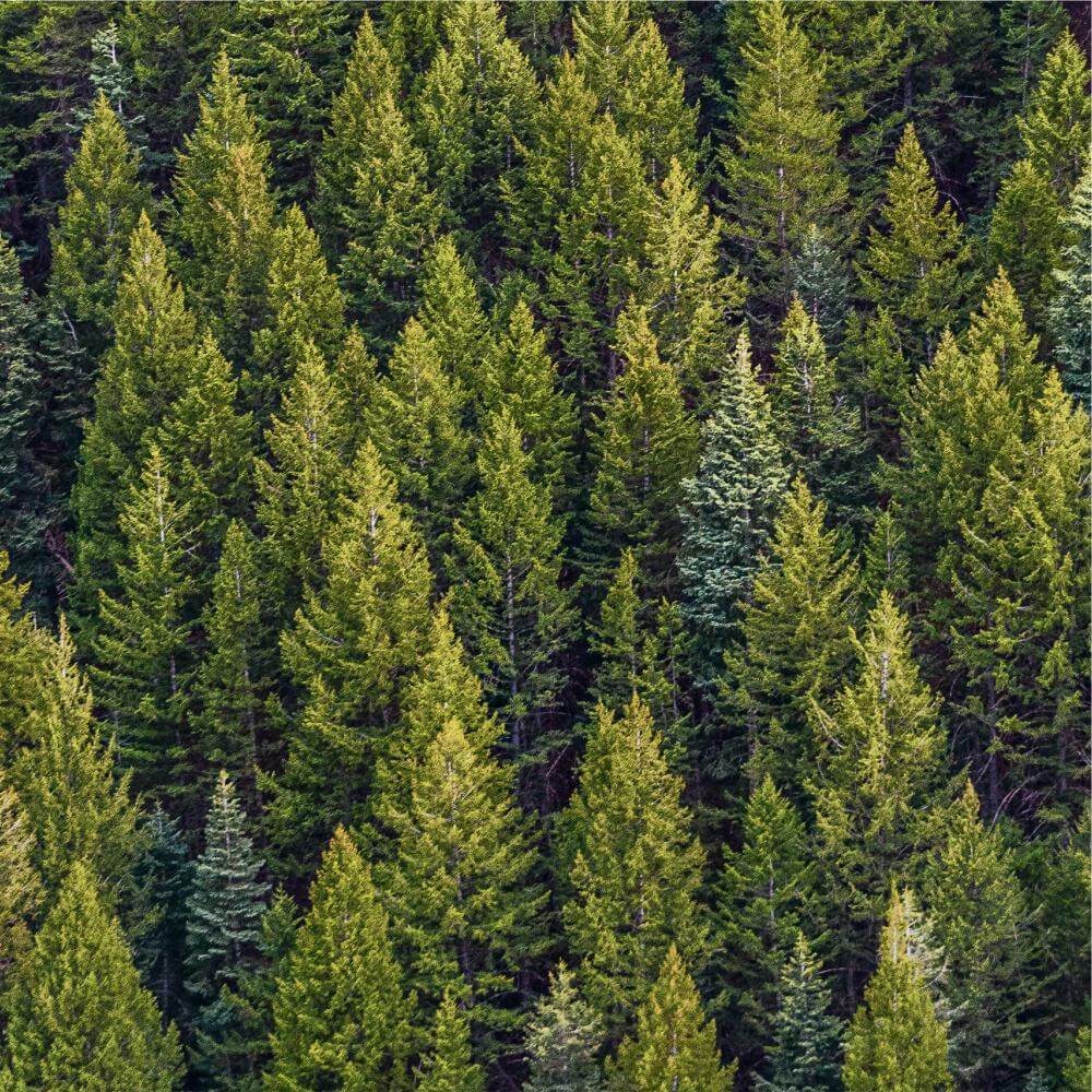 Pohjoisen Metsälannoituspalvelu Oy - kangasmaat