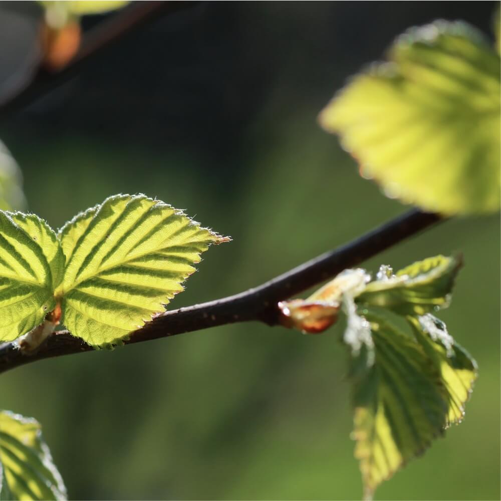 Pohjoisen Metsälannoituspalvelu Oy - ravinnetila kuntoon