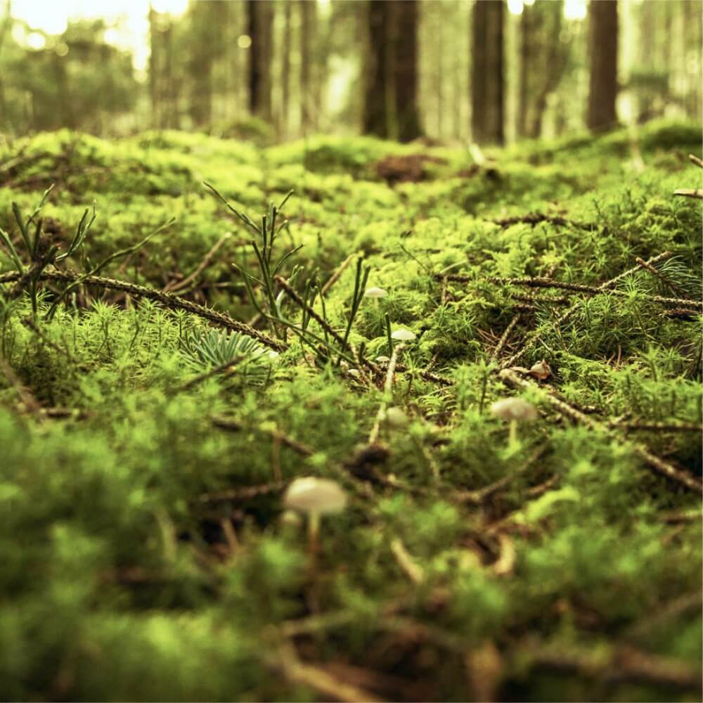 Pohjoisen Metsälannoituspalvelu Oy - turvemaat